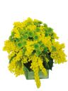 Bouquet mimosa