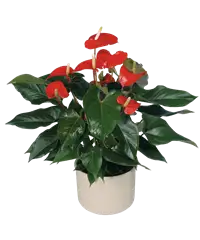 Pianta anthurium rosso