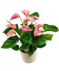Pianta di anthurium rosa