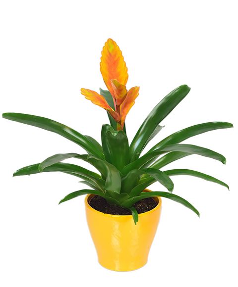 Una Pianta Di Vrisea O Bromelia Per Un Regalo A Domiclio A San Donato Milanese