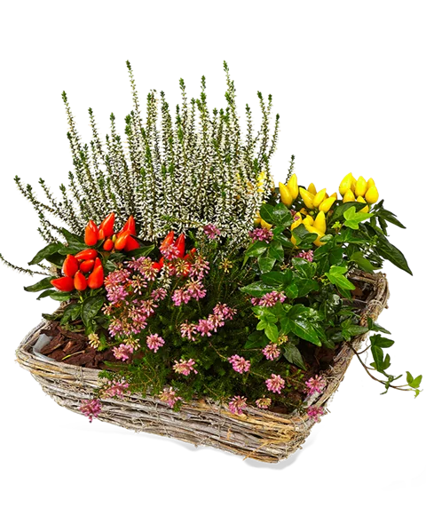 Cesto di